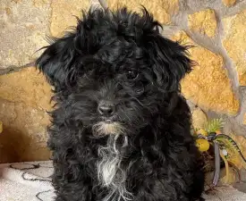 Oreo - Maltipoo Puppy for sale