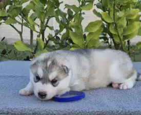 Blue Boy - Siberian Husky Puppy for sale