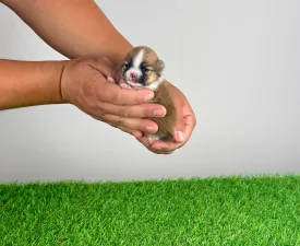 Ropi - Pomeranian Cățeluș de vânzare