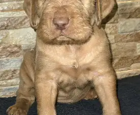 Askan Vom Hunnenkessel - Drótszőrű magyar vizsla eladó kiskutya