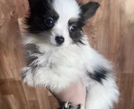 Jean Pierre - Papillon Puppy for sale