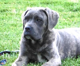 Romyna - Cane Corso Štěně na prodej