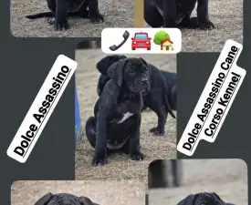 Dolce Assassino Madonna - Cane Corso eladó kiskutya