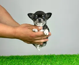 Pharos - Chihuahua Puppy for sale