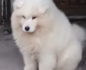 Gyuszi - Samoyed Puppy for sale