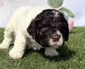 Curly Stars Of Dreams Swing Delight - Romagna Water Dog Puppy for sale