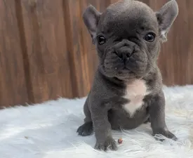 Selena - French Bulldog Puppy for sale