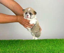 Zuro - Pembroke Welsh Corgi eladó kiskutya