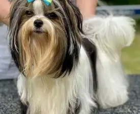 Bendeguz Of Arnamentia - Biewer Terrier eladó kiskutya