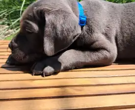 Benjie - Cane Corso eladó kiskutya