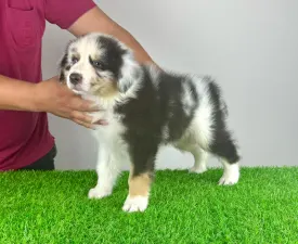 Shaky - Ausztrál juhászkutya eladó kiskutya
