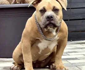 Bbb.nala - American Bully - Pocket Puppy for sale