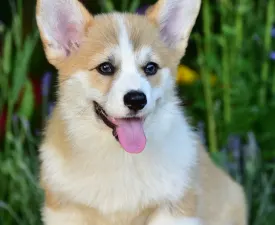 Gingers Heritage Prince Aviator - Welsh Corgi Pembroke Puppy for sale