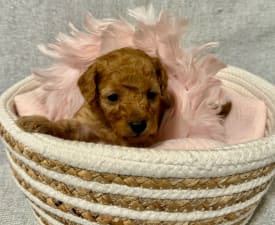 Angel - Poodle Toy Puppy for sale