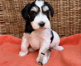 Chico - Miniature Schnauzer Puppy for sale