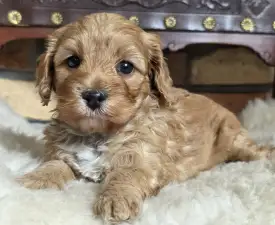 Silk - Cavapoo Puppy for sale