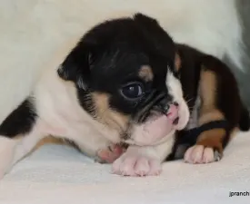 Archie On Hold - Bulldog inglese Cucciolo in vendita