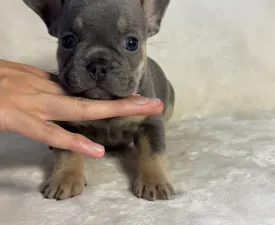 Milo - Francia bulldog eladó kiskutya