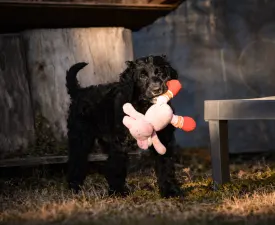 Enzo - French Water Dog Puppy for sale