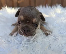 Amanda - Francia bulldog eladó kiskutya