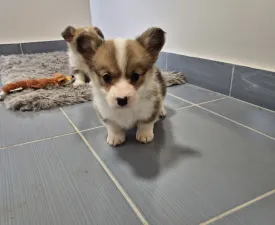 Dodo - Welsh Corgi Pembroke Puppy for sale