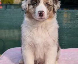 Dunkan - Australian Shepherd Cucciolo in vendita