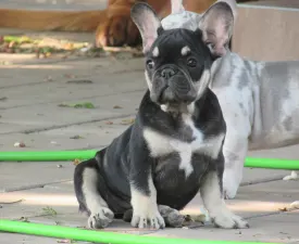 Amina - Buldog francuski Szczenię na sprzedaż