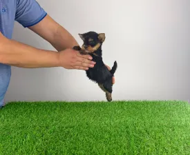 Korso  - Yorkshire Terrier Cățeluș de vânzare