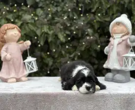 Dream Of Nightfall - Americký kokršpaněl Štěně na prodej