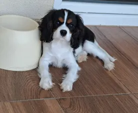 Sze Tis Best Gréta - Cavalier King Charles Spaniel Angebotener Welpe