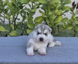 Grey Boy - Siberian Husky Puppy for sale