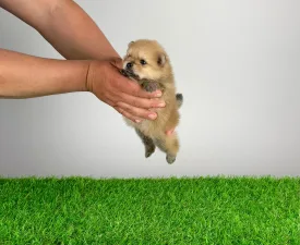 Ziro - Pomeranian eladó kiskutya