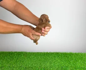 Carina - Pudel Toy Cățeluș de vânzare
