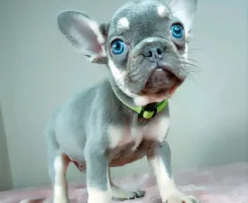 Greg  - French Bulldog Puppy for sale