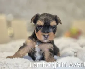 Lamborghini Aventador - Yorkshire Terrier Angebotener Welpe