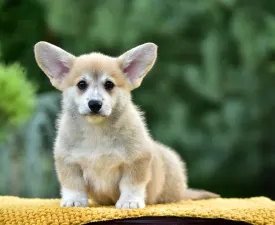 Gingers Heritage Joy Of Lefkada - Corgi galez Pembroke Cățeluș de vânzare