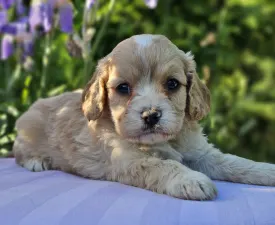 Becca - Cavapoo Puppy for sale