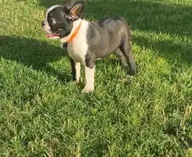 Carlito - Boston Terrier Angebotener Welpe