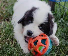 Arlo - Landseer Cățeluș de vânzare