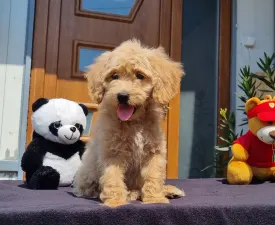 Miló - Cavapoo eladó kiskutya