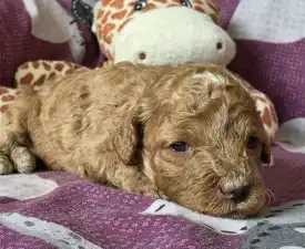Silky - Cavapoo Angebotener Welpe