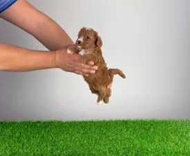 Luca - Poodle Miniature Puppy for sale