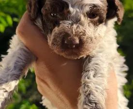 Delittle The Royal Town Of Bobovac - Lagotto Romanjolo Štenci na prodaju
