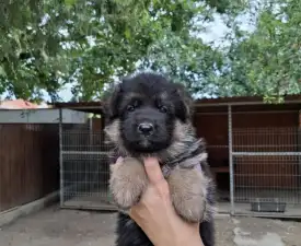 Jaffa - Deutsche Schäferhunde Angebotener Welpe