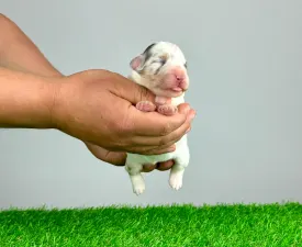 Luisa - Australian Shepherd Cucciolo in vendita