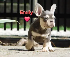 Emily - Francia bulldog eladó kiskutya