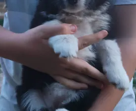 Blake - Border Collie Angebotener Welpe