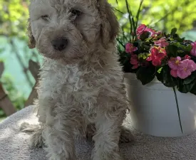 Kabos - Lagotto Romagnolo eladó kiskutya