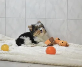 Raven Orient  - Бивер-йоркширский терьер Щенок на продажу