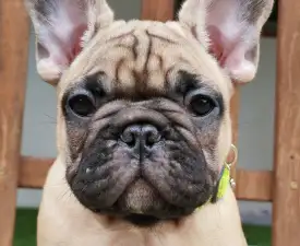Elmo - Francia bulldog eladó kiskutya